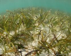 thalassia_testudinum_vm1