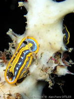 pleraplysilla_spinifera_aps2