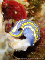 hypselodoris_tricolor-aps9
