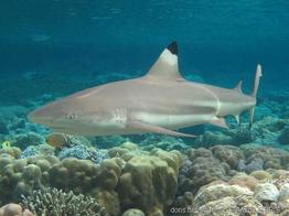 carcharhinus_melanopterus-slb2
