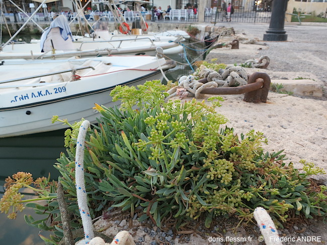 Criste marine