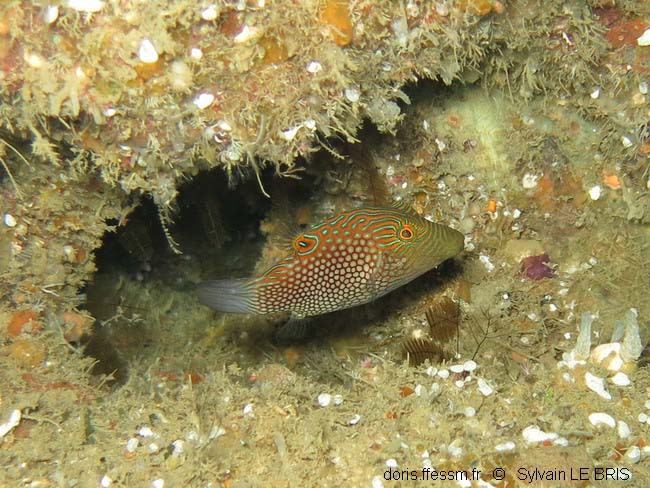 Canthigaster alvéolé