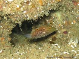 canthigaster_janthinoptera-slb1
