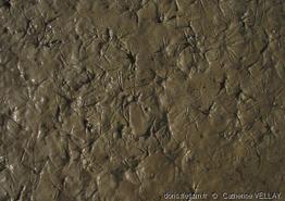 scrobicularia_plana-cv1