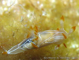 trapania_lineata-aps150