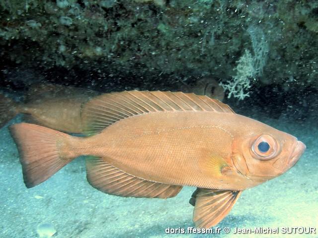 priacanthus-arenatus_jms1