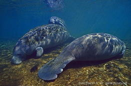 trichechus_manatus-geso859