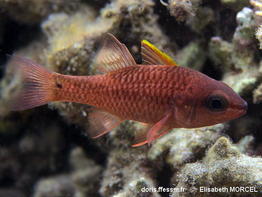 Pristiapogon_kallopterus-elmo010