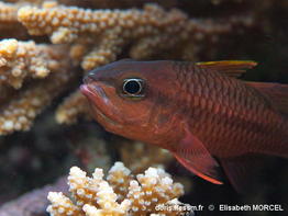 Pristiapogon_kallopterus-elmo060