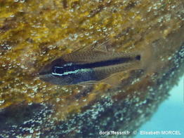 Pristiapogon_kallopterus-elmo070