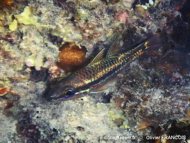 Pristiapogon_kallopterus-olfr120