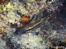 Pristiapogon_kallopterus-olfr120