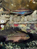 Pristiapogon_kallopterus-phbo+jmsu050