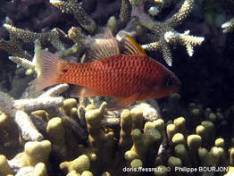 Pristiapogon_kallopterus-phbo040