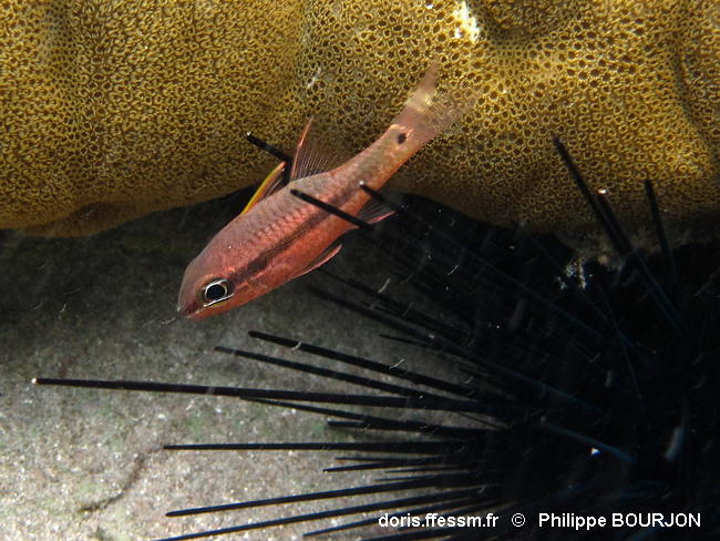 Pristiapogon_kallopterus-phbo090