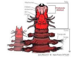 proboscis_glossaire-aps01