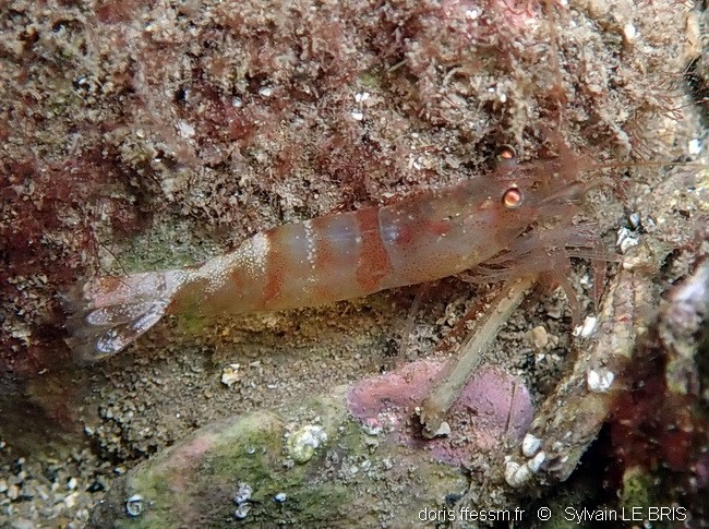 Crevette autruche robuste