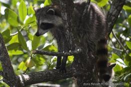 procyon_lotor-lf08