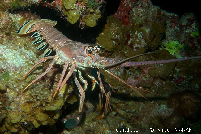 Langouste des Caraïbes