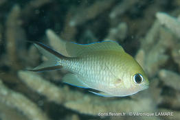chromis_ternatensis-vl1