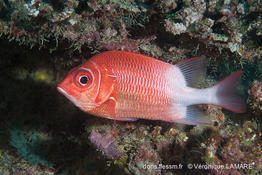 sargocentron_caudimaculatum-vl1