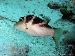 canthigaster_cyanospilota-slb2