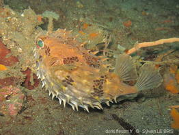 cyclichthys_orbicularis-slb4