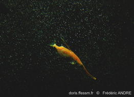 macroramphosus_scolopax-fa7