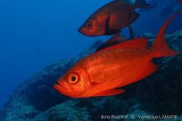 priacanthus_hamrur-vl1