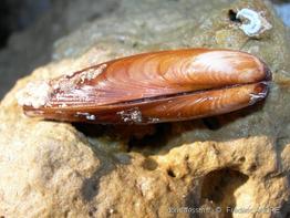 lithophaga_lithophaga-fa23