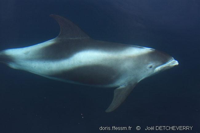 lagenorhyncus_albirostris_jd00002