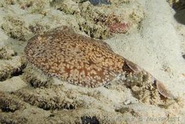 torpedo_fuscomaculata_ap1
