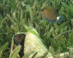 acanthurus_chirurgus_apr1
