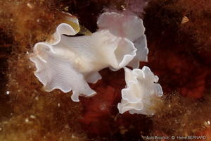 prostheceraeus-nsp.1-hb1