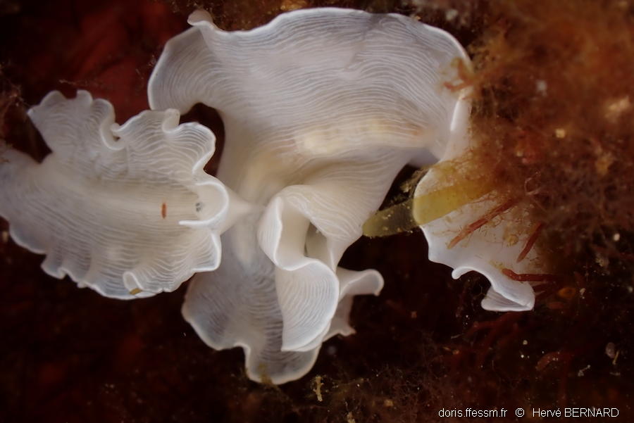 prostheceraeus-nsp.1-hb2