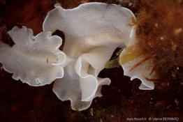 prostheceraeus-nsp.1-hb2