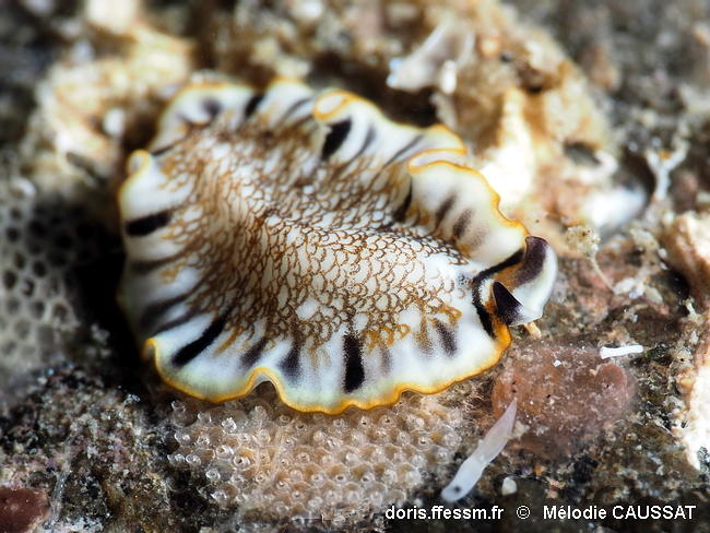 Prostheceraeus_floridanus-meca2026a