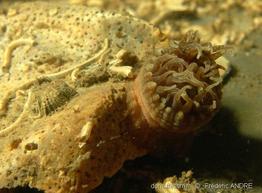 anthopleura_ballii-fa5c