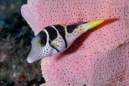 canthigaster_valentini-vl3