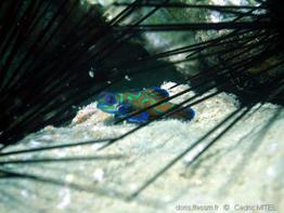 synchiropus_splendidus_cemi
