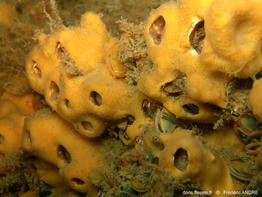 protosuberites_denhartogi-fran-img_24