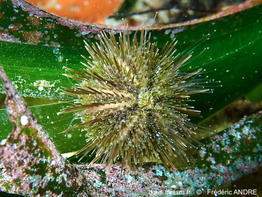 Psammechinus_microtuberculatus-fran225