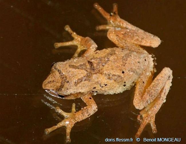 Pseudacris_crucifer-bm01