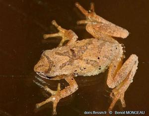 Pseudacris_crucifer-bm01
