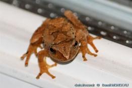 Pseudacris_crucifer-bm02