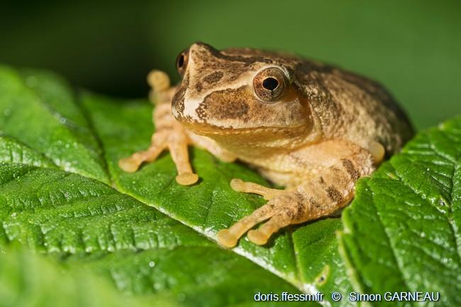 pseudacris_crucifer-sg01