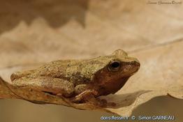 pseudacris_crucifer-sg02