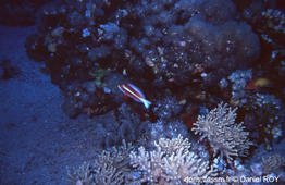 pseudanthias_taeniatus-dr01