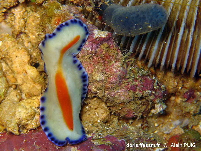 Pseudoceros_ sp12-alpu999