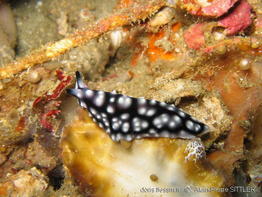 pseudoceros_imitatus-aps209